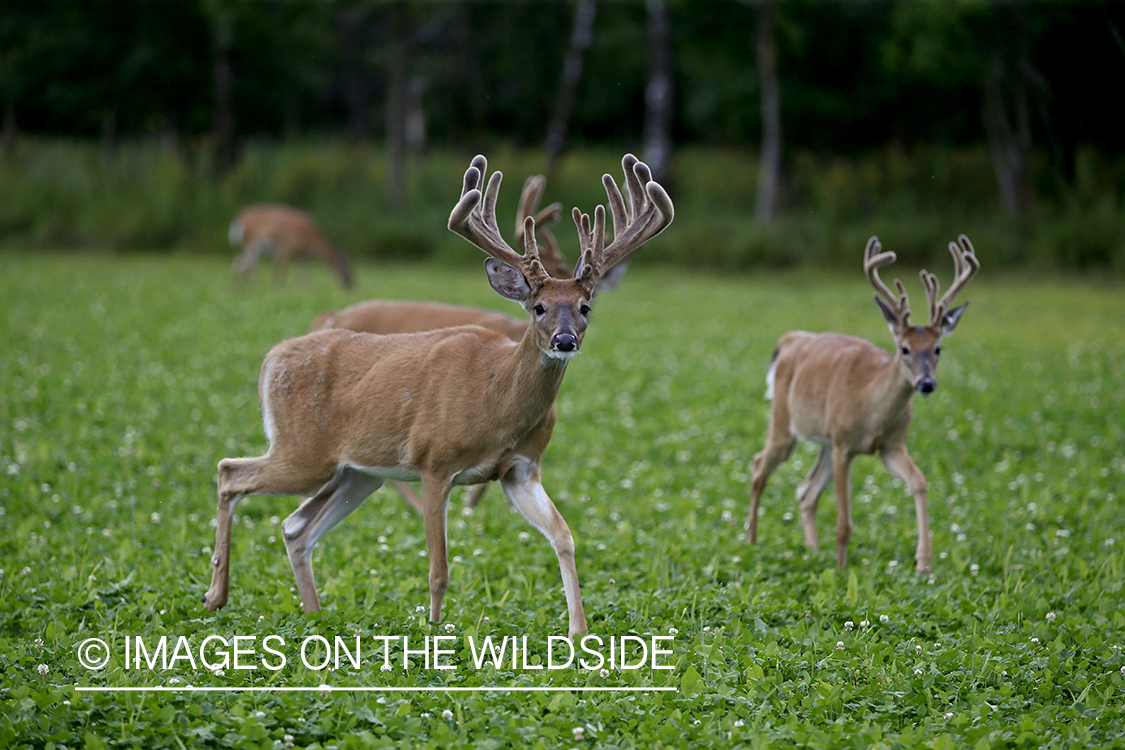 White-tailed bucks in Velvet in food plot.