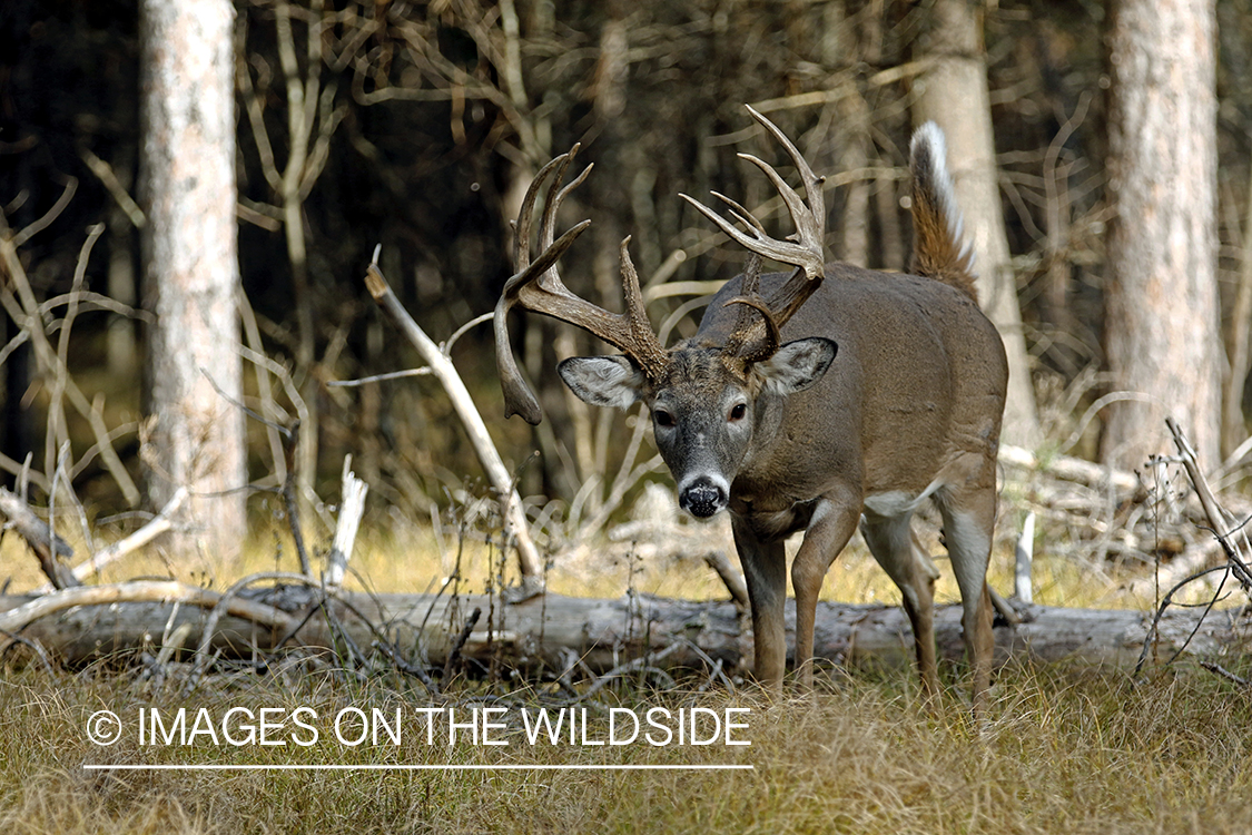 White-tailed buck in woods.