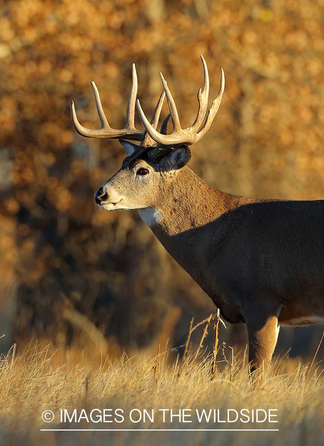 White-tailed buck in fall field.