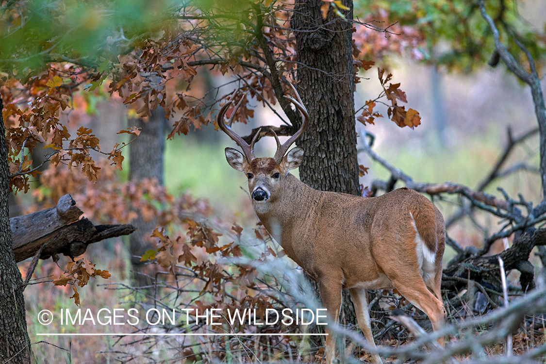 White-tailed buck in habitat.