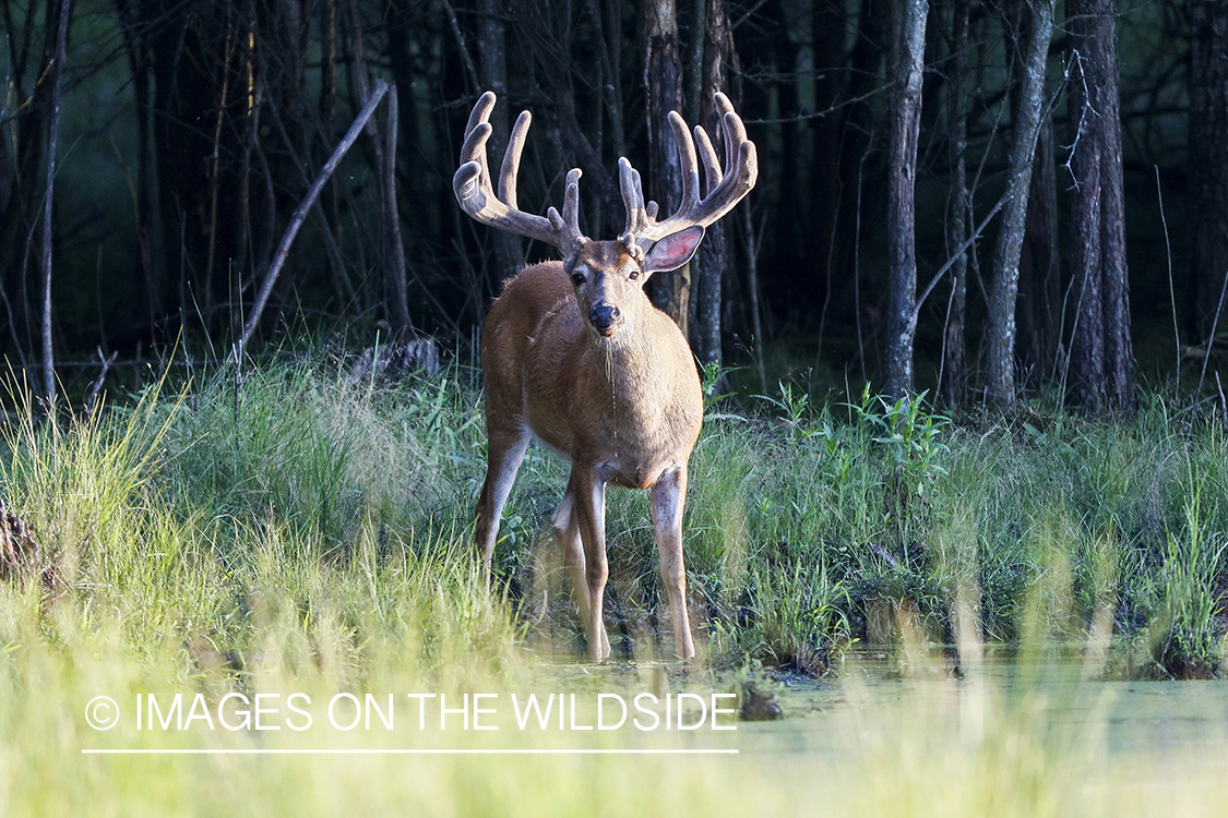 White-tailed buck in velvet next to water.