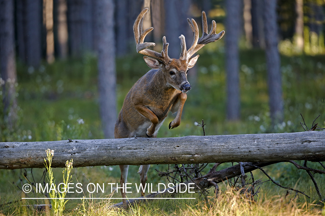 White-tailed buck in velvet in field.