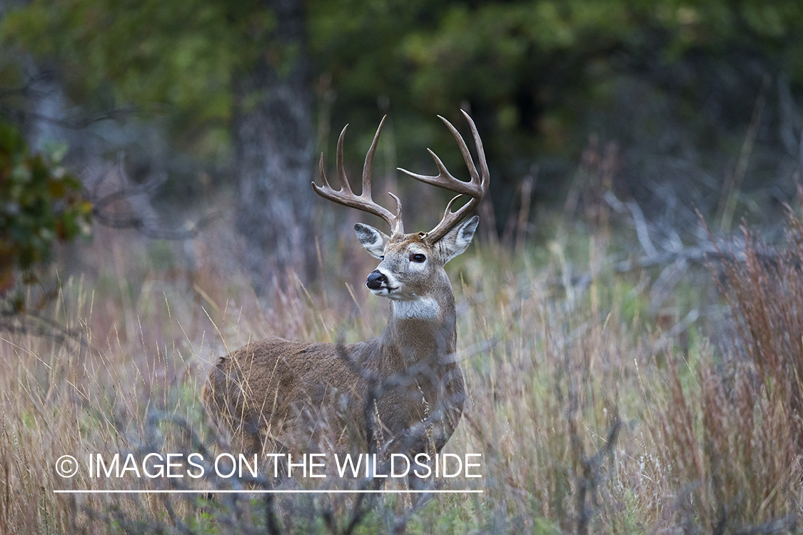 White-tailed buck in field.