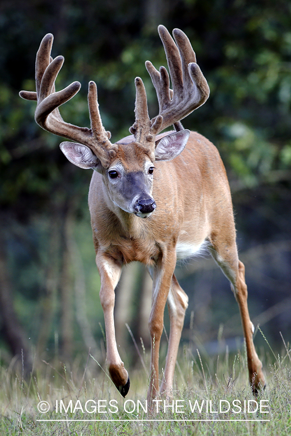 White-tailed buck in field.