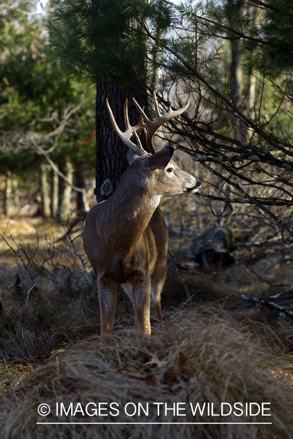 White-tailed buck in field.