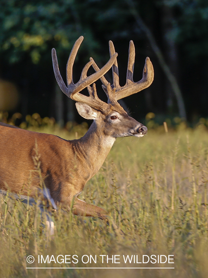 White-tailed buck in Velvet.