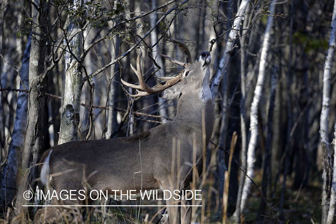 White-tailed buck making scrape.