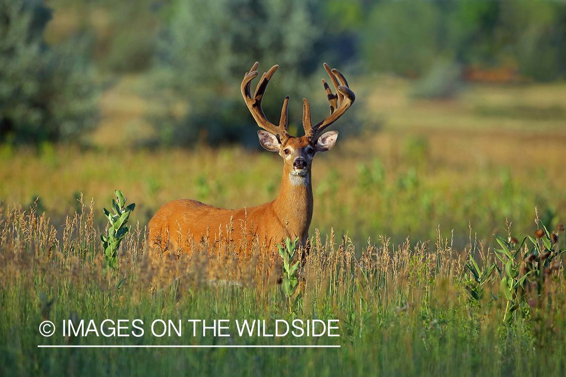 White-tailed buck in Velvet.