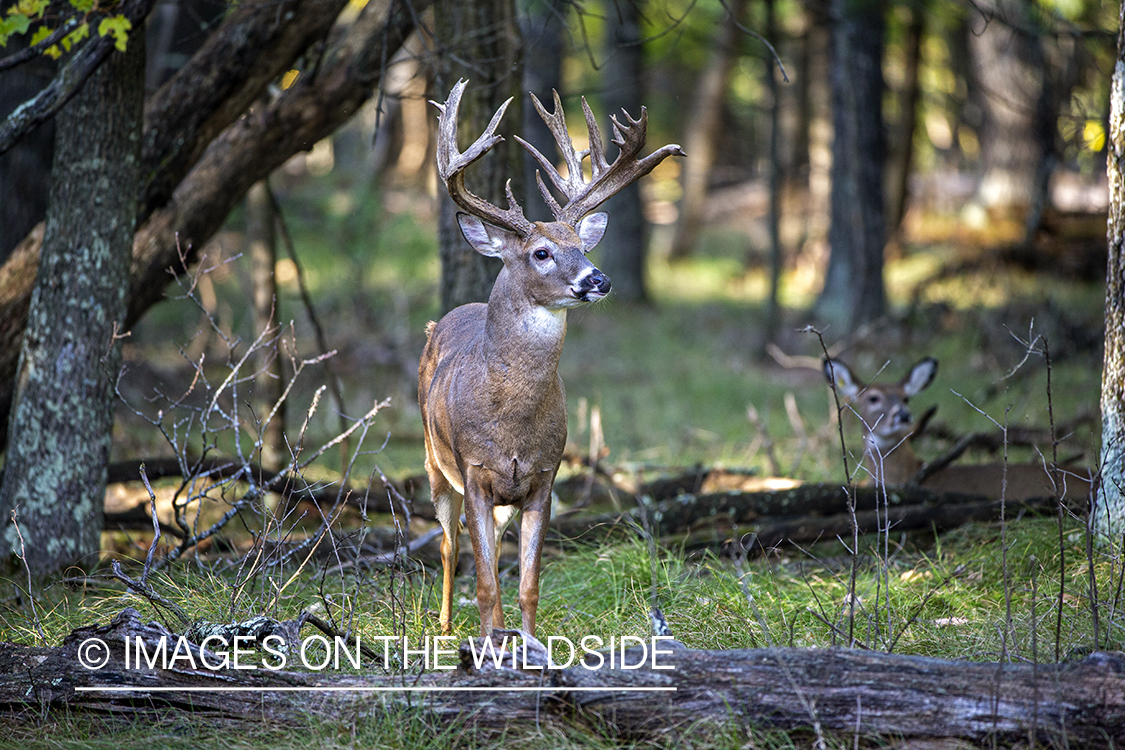 White-tailed buck in field.