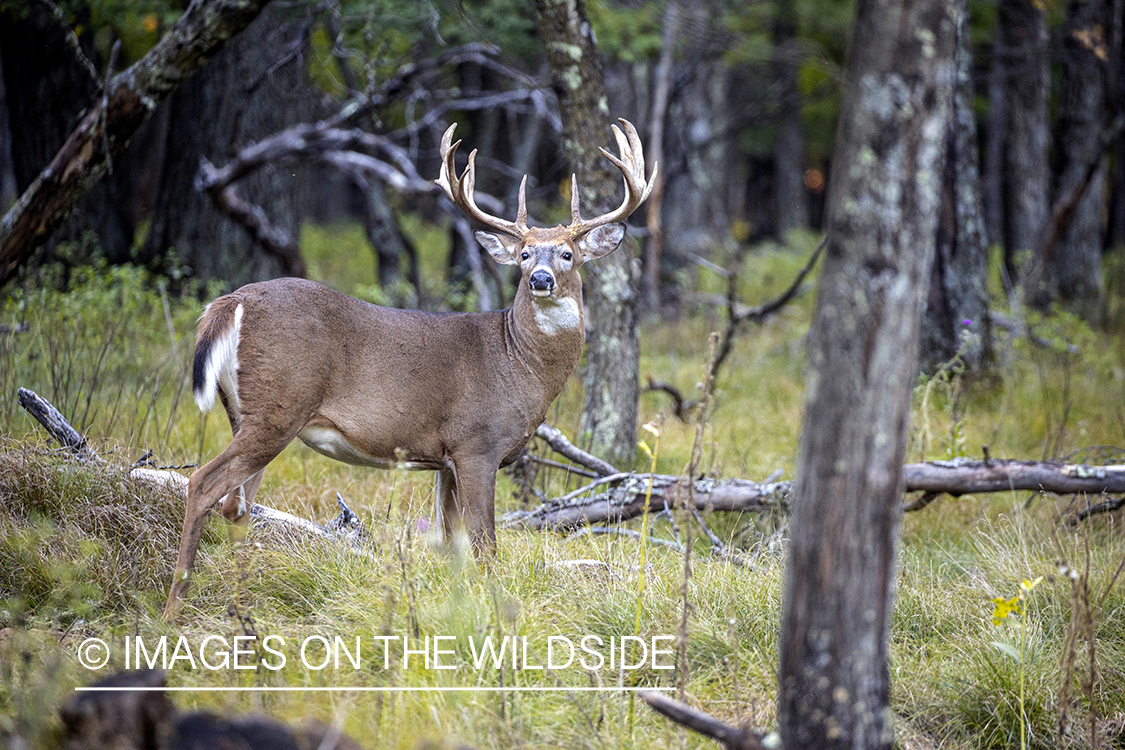 White-tailed buck in field.