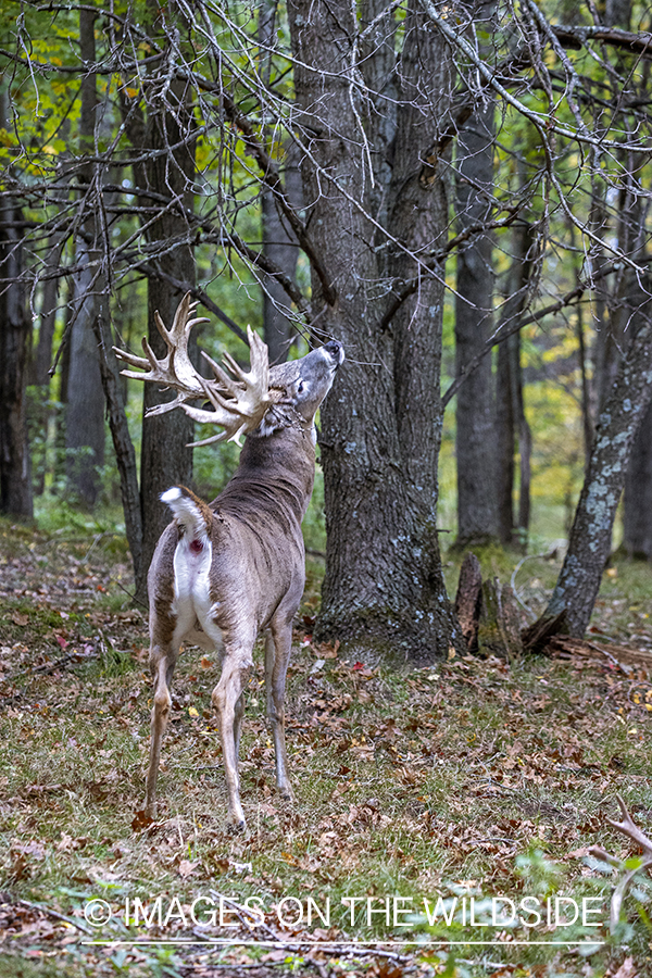 White-tailed buck making scrape.