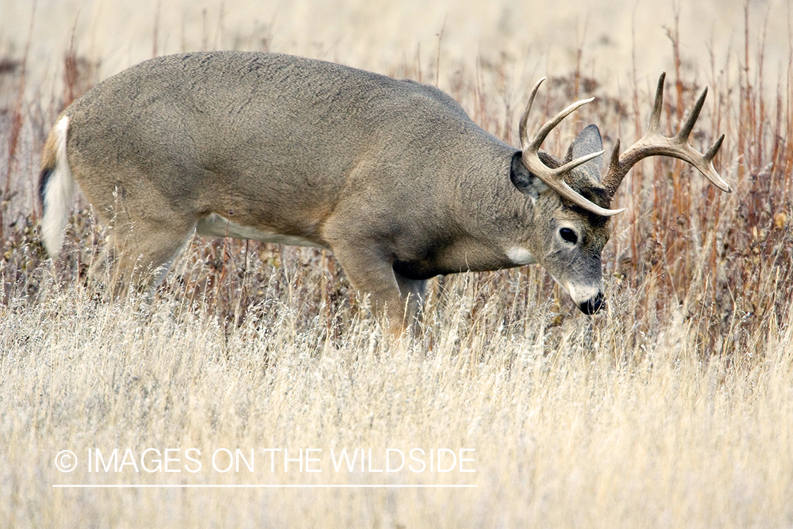 White-tailed deer in habitat