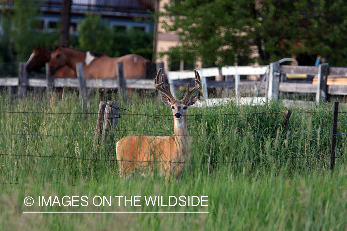 White-tailed deer in the velvet