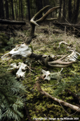 Remains of a Blacktail Buck on Forest Floor, winter kill.