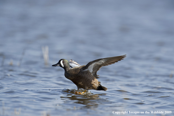 Blue-Winged Teal drake landing