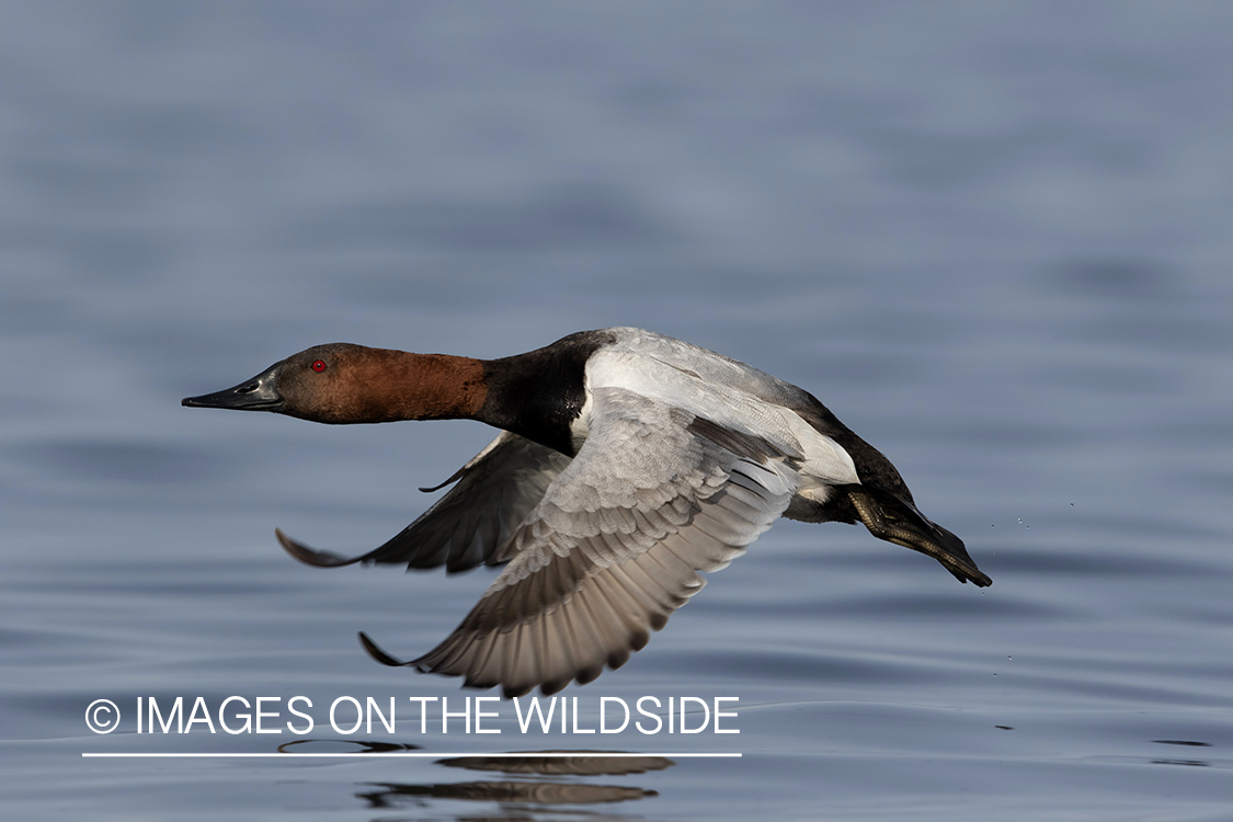 Canvasback in flight.