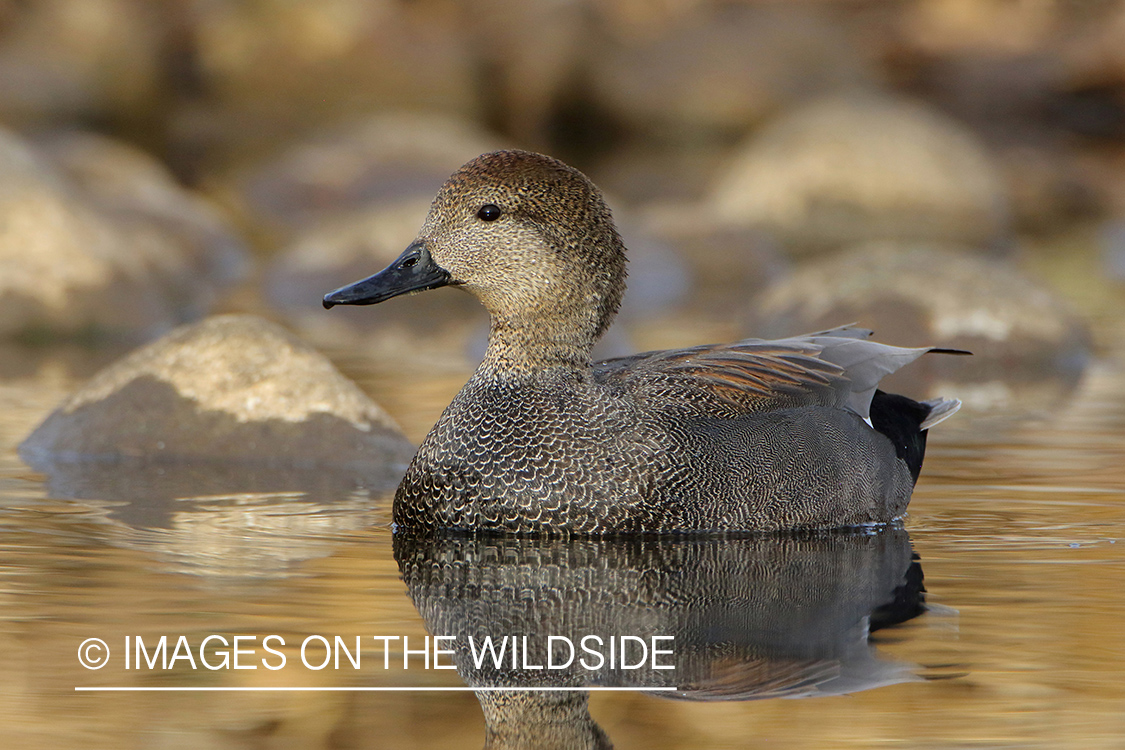 Gadwall on water.