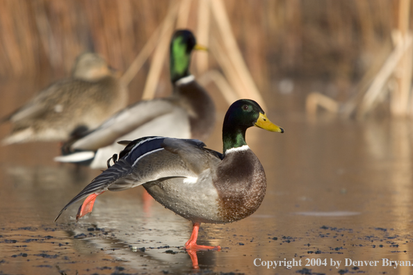 Mallards on ice.