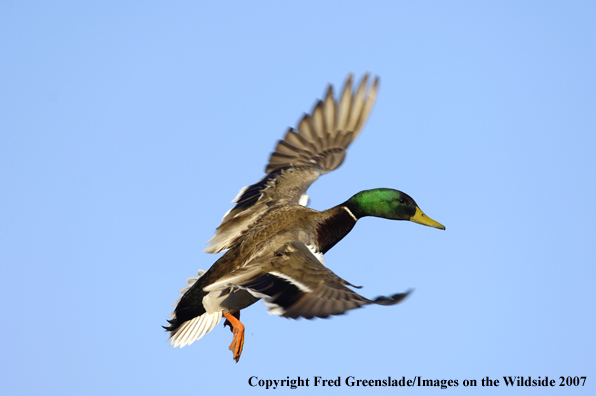 Mallard duck