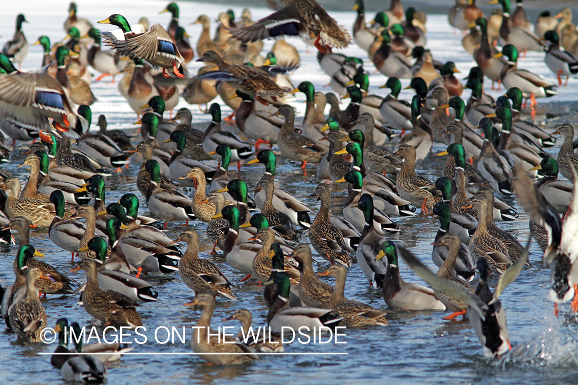 Flock of Mallards in winter habitat.