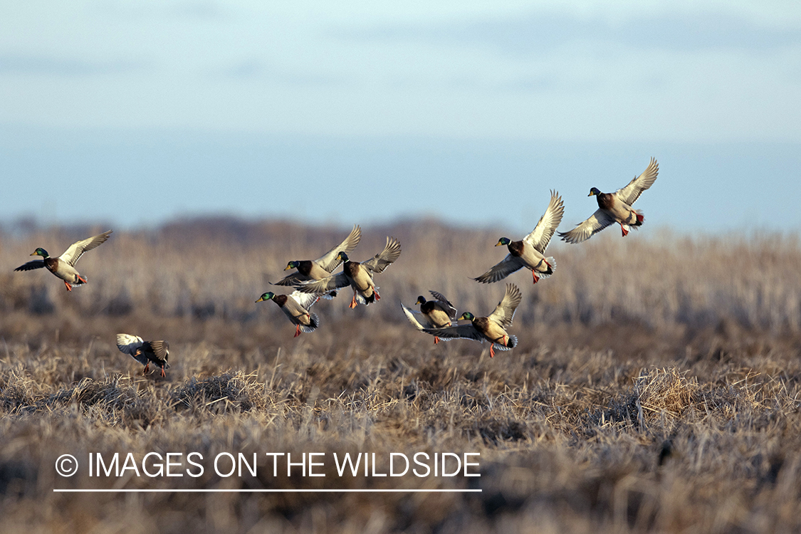 Mallard ducks in flight.