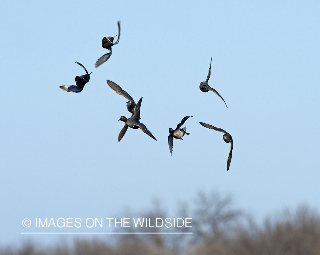 Green-winged Teal flock in flight.