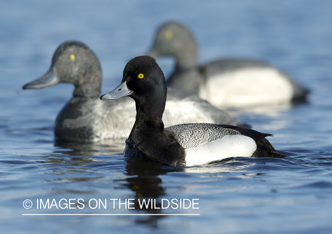 Lesser Scaup duck swimming with decoys.