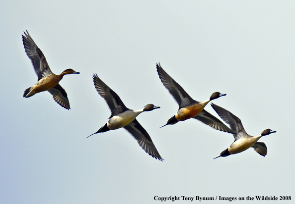 Pintails in habitat