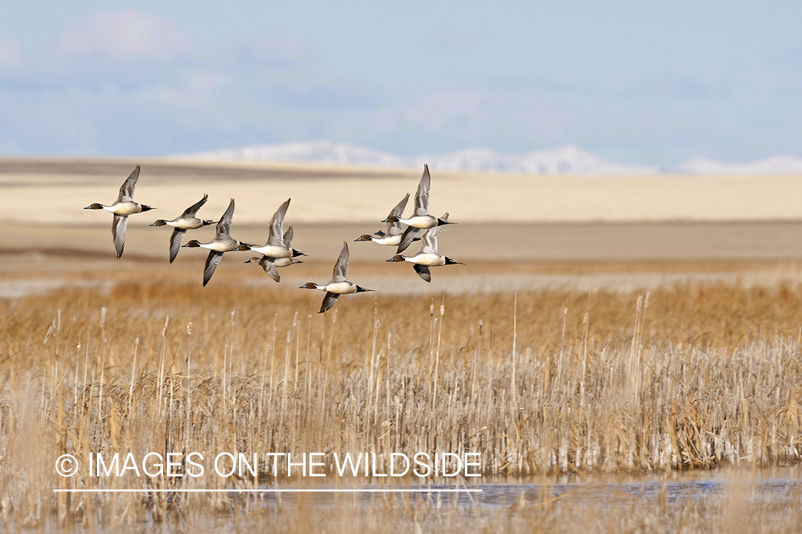 Pintail flock flying over pond in field.