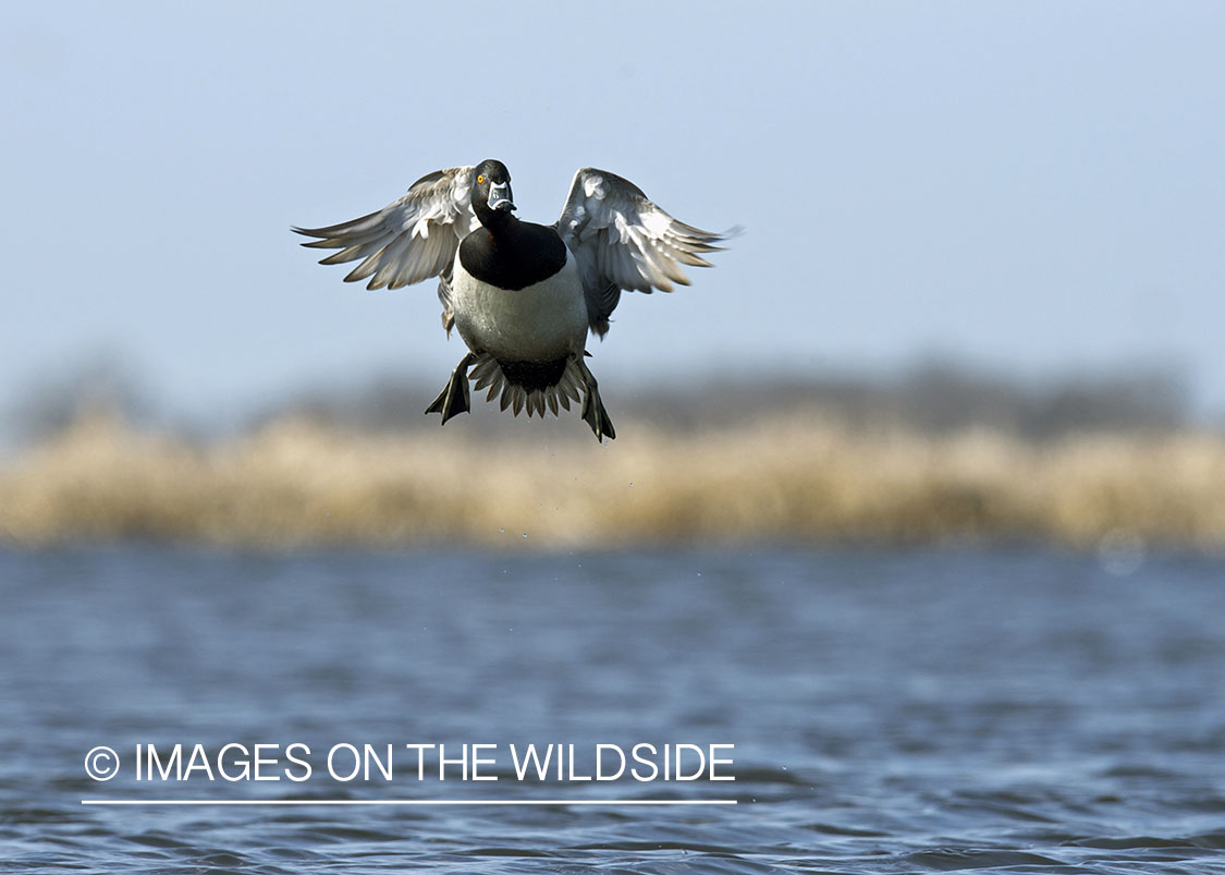 Ring-necked ducks in flight.