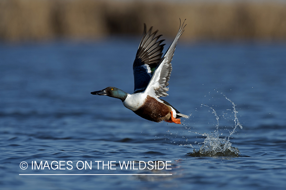 Shoveler duck taking flight.