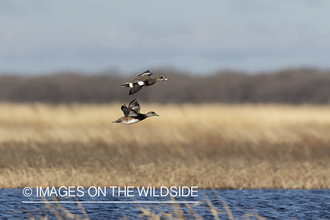 Wigeon in flight.