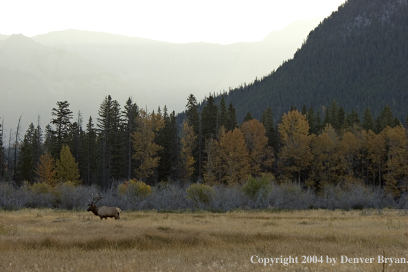 Rocky Mountain bull elk in habitat.