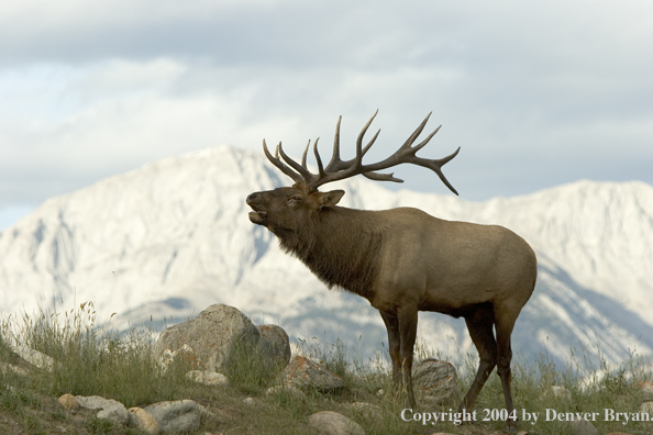 Rocky Mountain bull elk bugling.