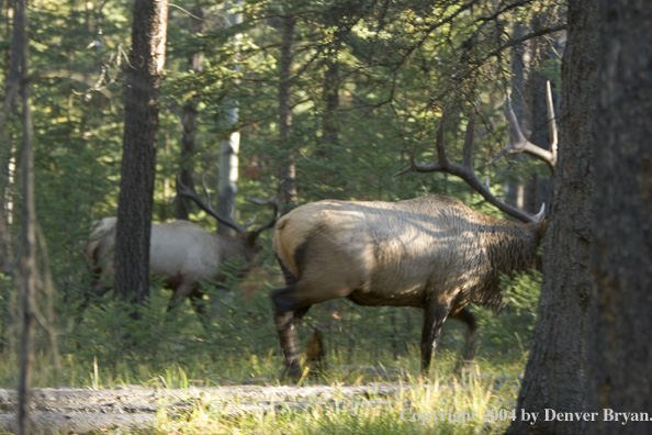 Rocky Mountain bull elk in habitat.