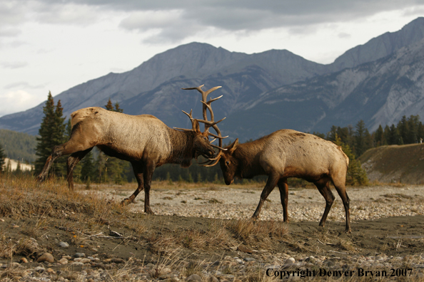 Rocky Mountain Elk fighting