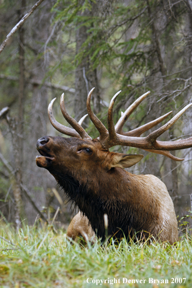 Rocky Mountain Elk bedded down