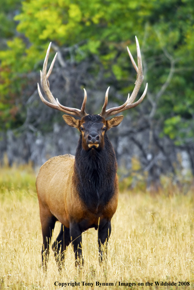 Rocky Mountain Elk in habitat