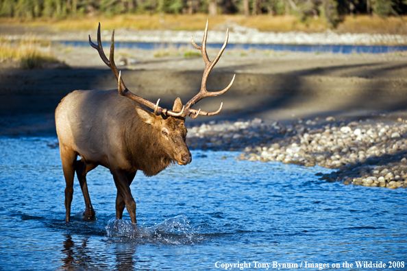 Bull Elk in water