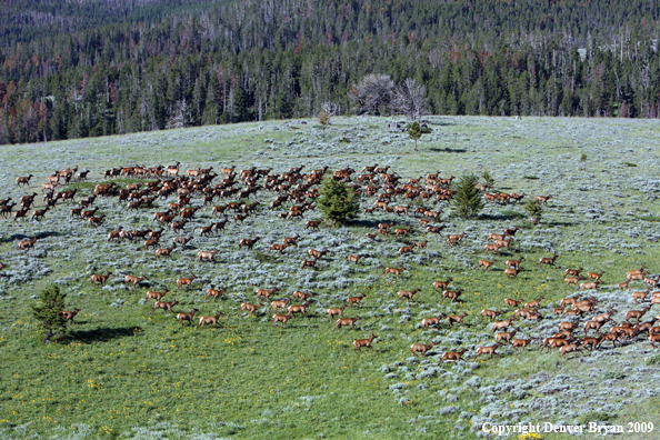 Rocky Mountain Elk in habitat