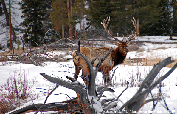 Rocky Mountain Bull Elk in habitat. 