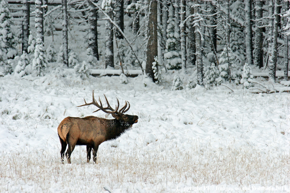 Rocky Mountain elk bugling. 