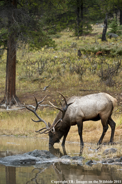 Rocky Mountain bull elk drinking from stream. 