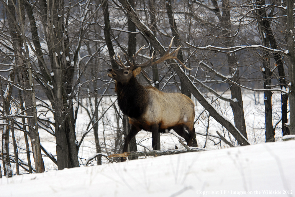 Bull elk bugling