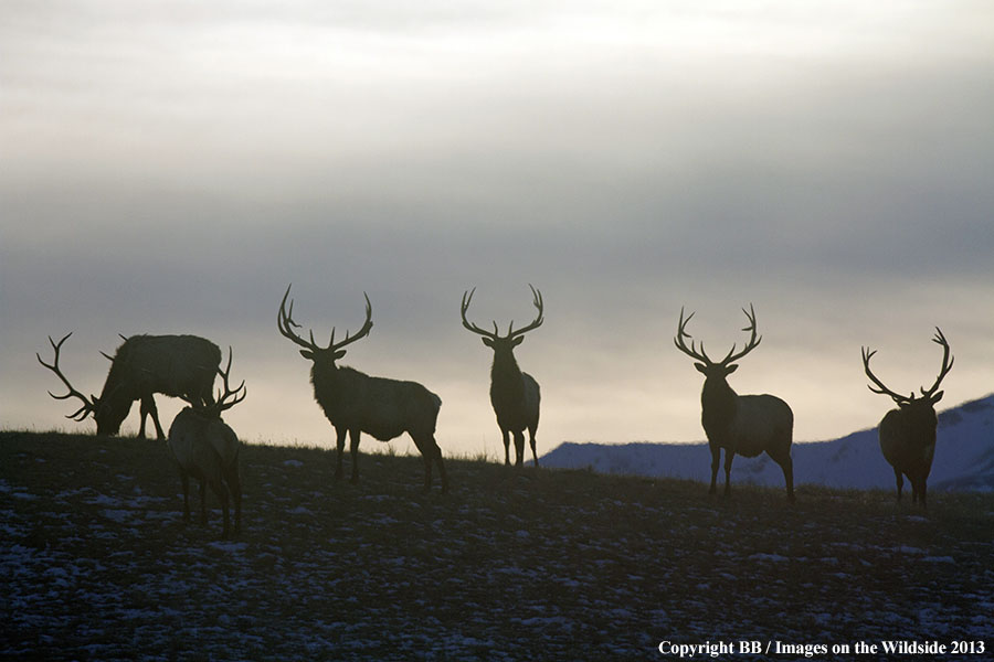 Rocky Moutain Elk in habitat.