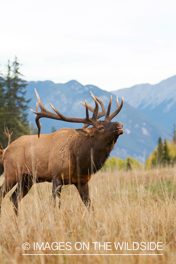 Rocky Mountain Bulll Elk in threating display during the rut.