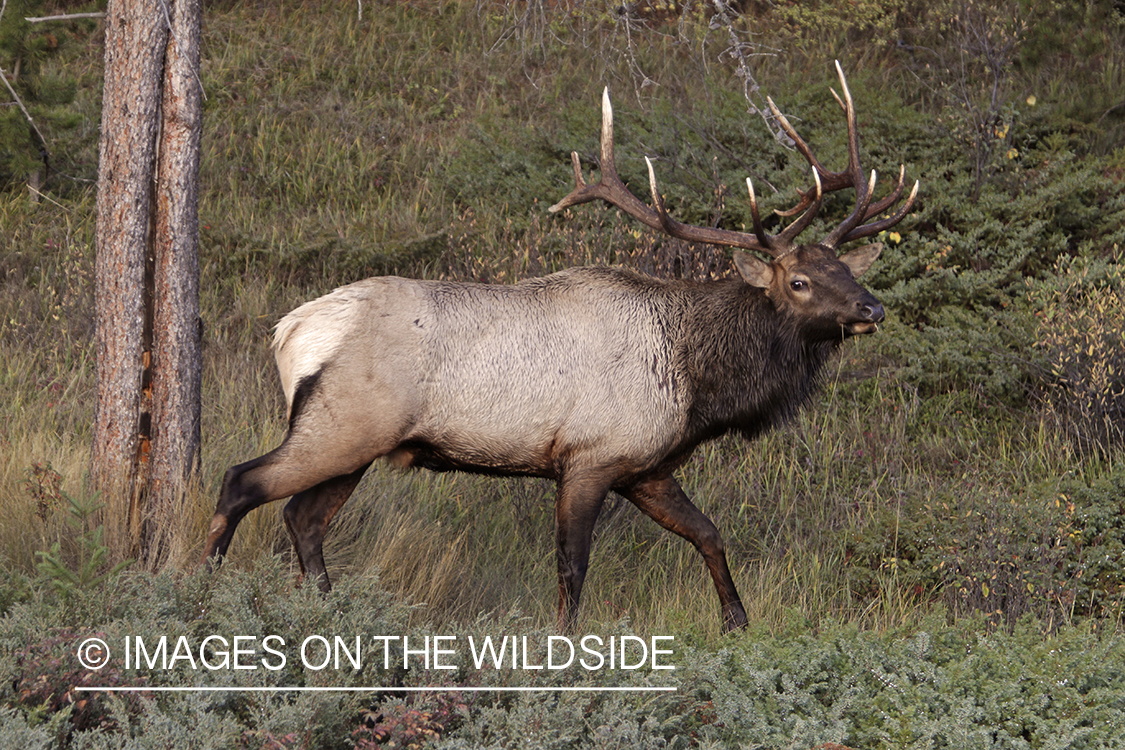 Rocky Mountain Bull Elk in habitat.