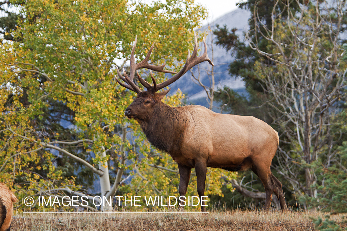 Rocky Mountain Bull Elk in habitat.