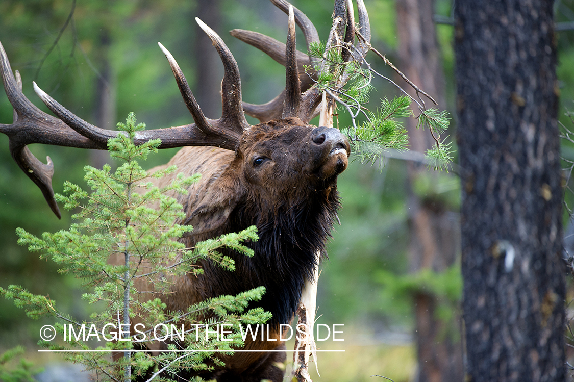 Bull elk making scrape.