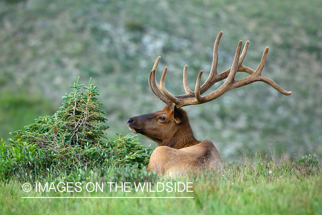 Rocky Mountain Bull Elk in Velvet.